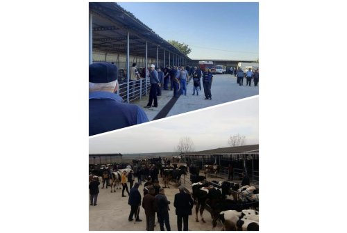 Bölgemizdeki Aşılama Çalışmaları Tamamlanana Kadar Büyükbaş Ve Küçükbaş Canlı Hayvan Pazarlarımız 24.09.2024 Salı Günü (Yarın) Tarihinden İtibaren Geçici Bir Süre İle Kapatılmıştır.