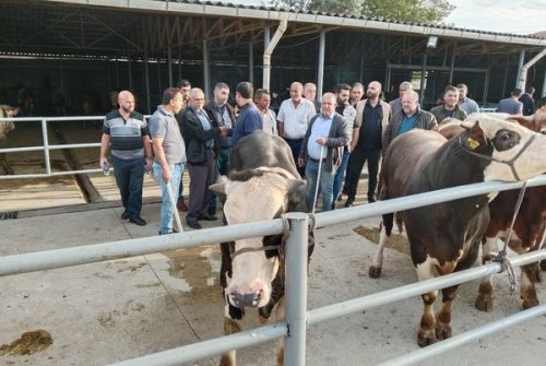 Büyükbaş Canlı Hayvan Pazarımız