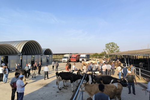 Büyükbaş Canlı Hayvan Pazarımıza Gelen Üreticilerimizin Pazarımıza Girişlerini Sağlayarak, Alıcılarla Buluşturduk.