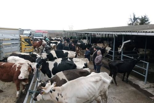 Büyükbaş Canlı Hayvan Pazarımızı Yoğun Kalabalıkla Açtık
