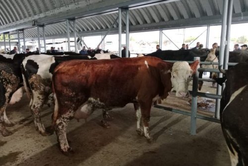 Büyükbaş Hayvan Pazarımız Kuruldu, Alıcıları Pazarımıza Bekliyoruz.