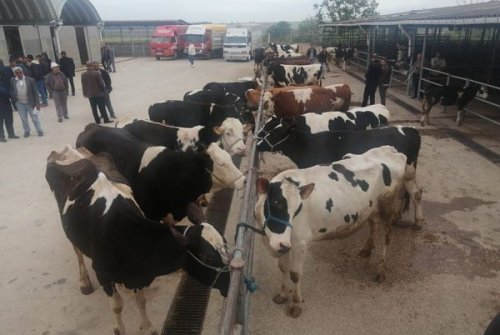 Büyükbaş Hayvan Pazarımızı Kurduk