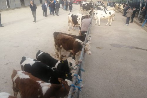 Büyükbaş Hayvan Pazarımızı Kurduk