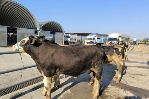 Büyükbaş Hayvan Pazarımızı Kurduk