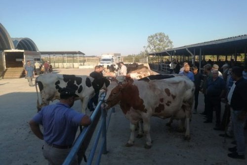Büyükbaş Hayvan Pazarımızı Kurduk, Üreti̇ci̇leri̇mi̇z İ̇le Alıcılarımızı Buluşturduk
