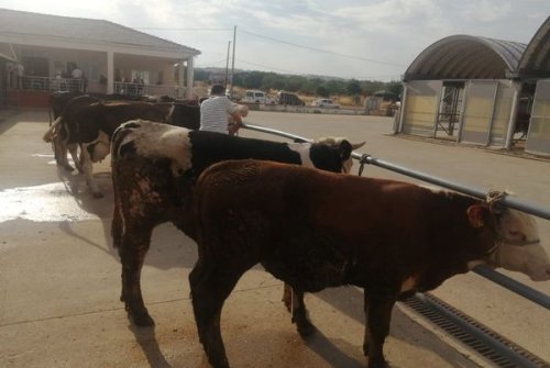 Canlı Hayvan Pazarlarımız Açıldı