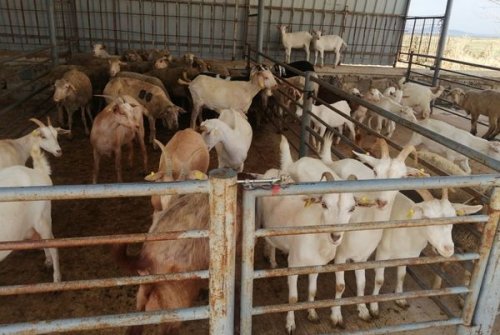 Küçükbaş Canlı Hayvan Pazarımızı Kurduk