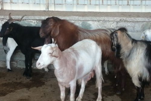 Küçükbaş Hayvan Pazarımızı Açtık