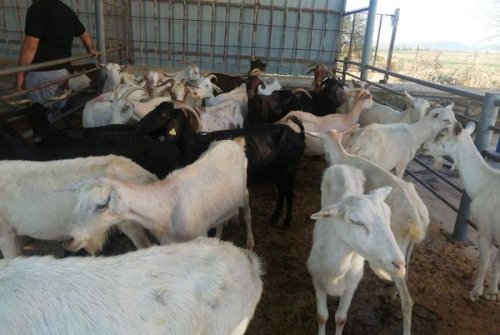 Küçükbaş Hayvan Pazarımızı Kurduk