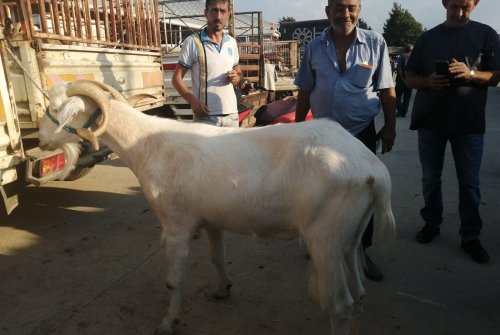 Küçükbaş Hayvandan Pazarımızdan Hayırlı Cumalar, Hayırlı İ̇şler..