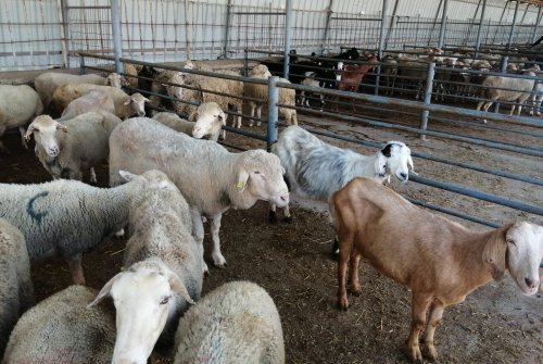 Küçükbaş Hayvandan Pazarımızdan Hayırlı Cumalar, Hayırlı İ̇şler